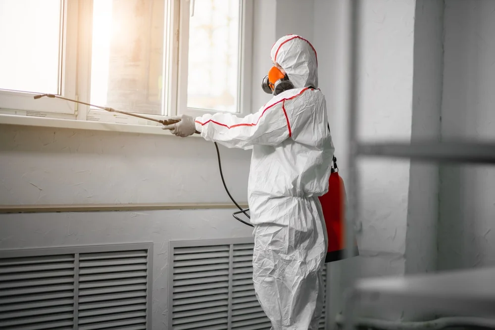Professional mold remediation services in Littlerock, CA